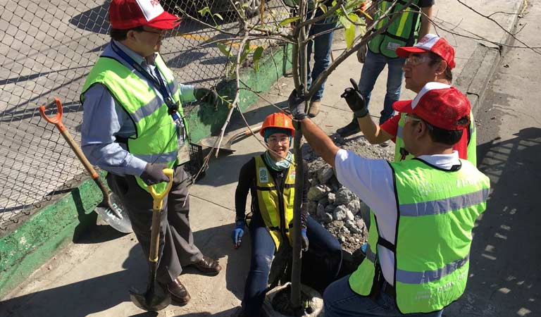 sembrando un arbol pequeño sobre la banqueta en Monterrey NL